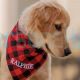 Personalized Embroidered Premium Plaid Dog Bandana